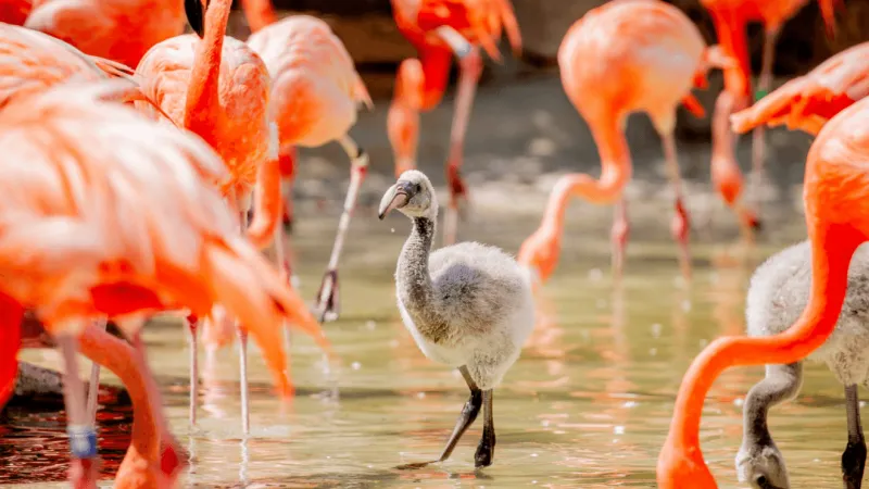Tulsa Zoo is offering new or renewing members opportunity to name flamingo chick