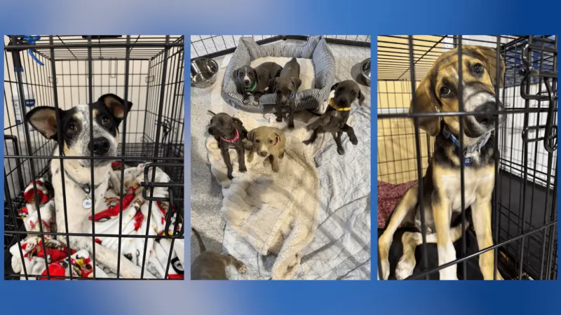 Skiatook Paws and Claws seeking adopters for numerous dogs as adoptions slow