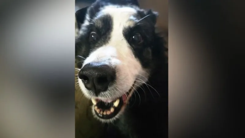 Dog from Oklahoma found 1,000 miles away, reunited with owner