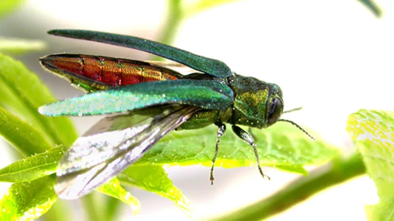 Suspected invasive emerald ash borer found in trap at McGee Creek in Atoka County