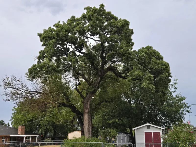 Been There, Done That: Tree Trimming