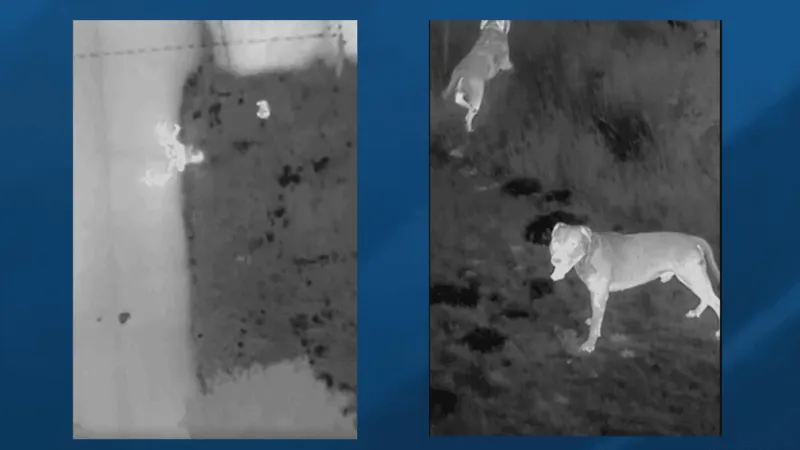 Oklahoma City police use drone to stop dog attack