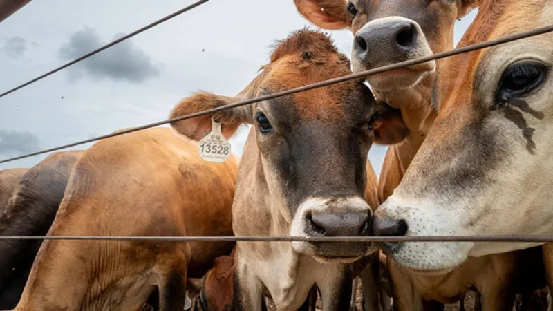 Oklahoma Cattlemen's Association pushes back on Trump's ground beef import policy