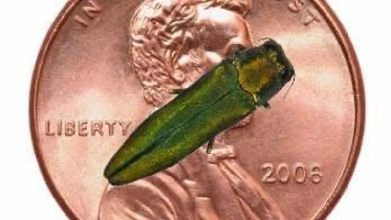 Oklahoma Forestry Services warns of invasive emerald ash borers spreading through state