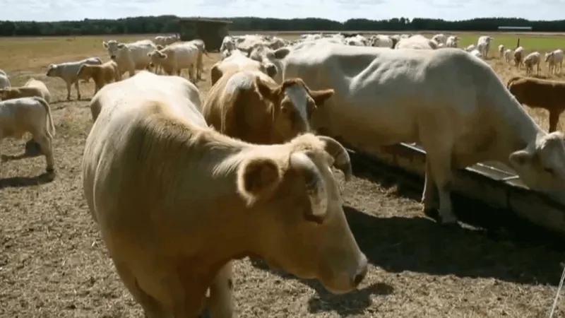 Oklahoma Cattlemen warn tariff pause now could slow herd rebuilding despite Trump's plan