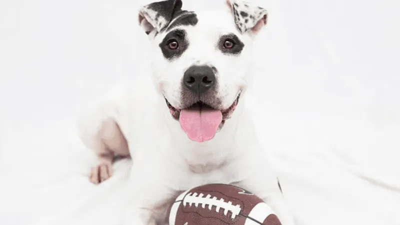 Best Friends Animal Society supports statewide initiative reducing, waiving adoption fees