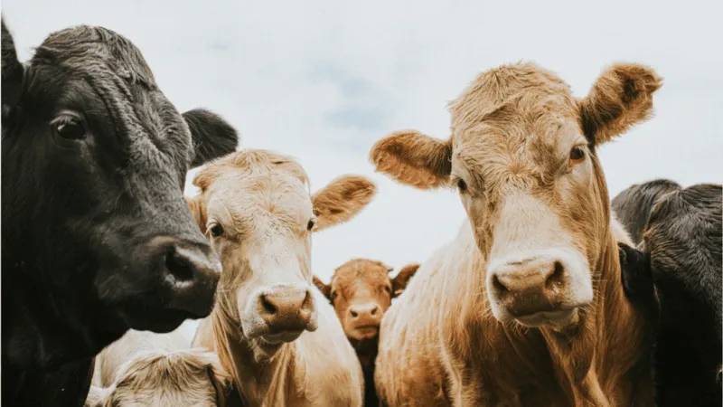 Stitt forms Oklahoma beef advisory council after Trump's temporary tariff break