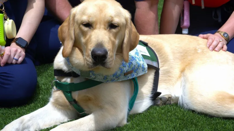 OU Health Center honors Calysta, new therapy dog, on National Dog Day