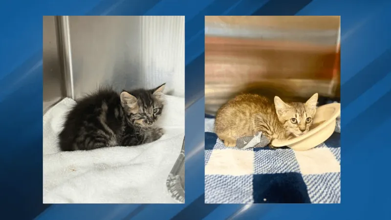 Two kittens injured after being thrown from a white truck; jaw surgery, burned paw