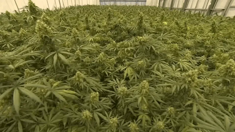 Six Texas men indicted in interstate robbery plot tied to Broken Arrow marijuana heist
