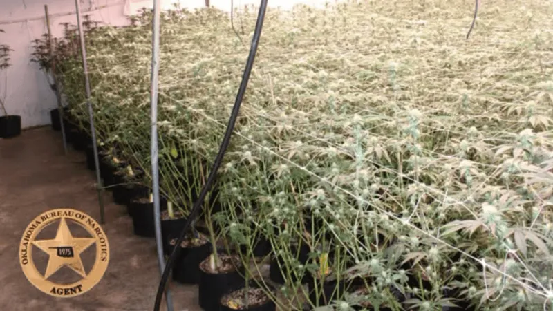 OBN agents conduct raid on marijuana grow in Okmulgee