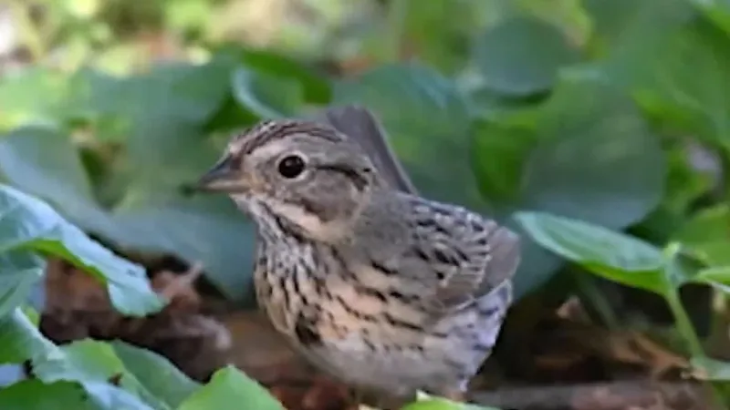 Peak fall bird migration underway in Oklahoma; experts urge lights-out precautions
