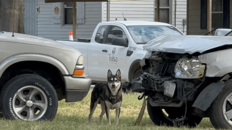Loose dogs trigger second mail suspension for north Tulsa neighborhood
