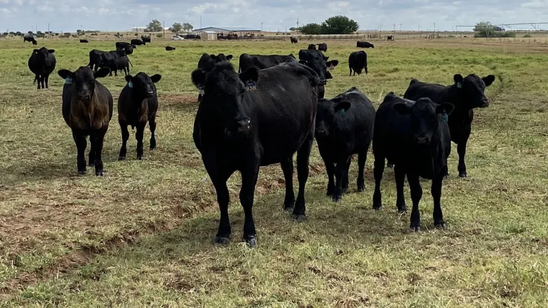 OSU specialist studying heat impacts on cattle production