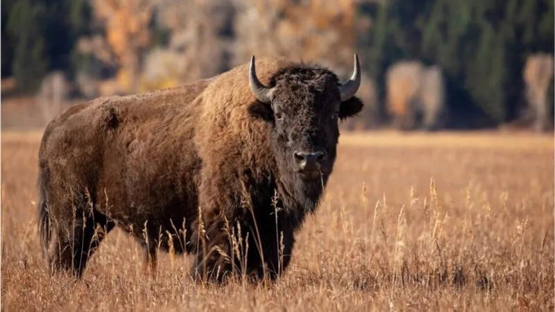 Quapaw Nation investigating loss of several bison from herd