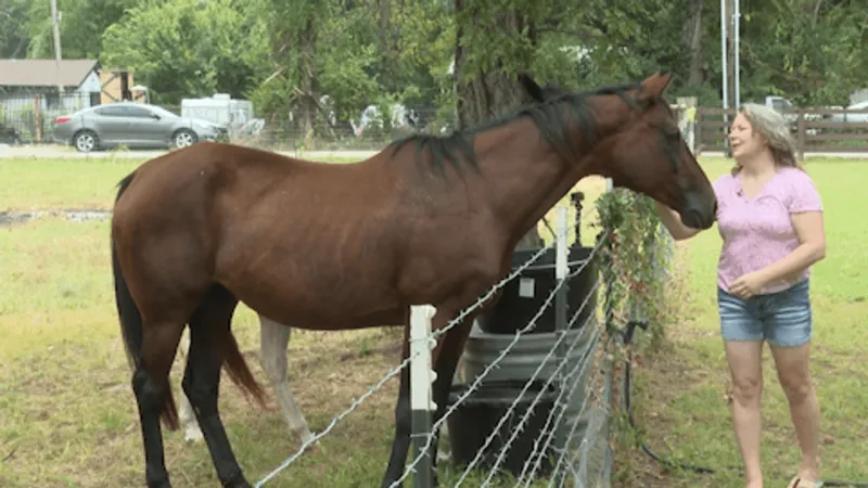 Stolen horses recovered