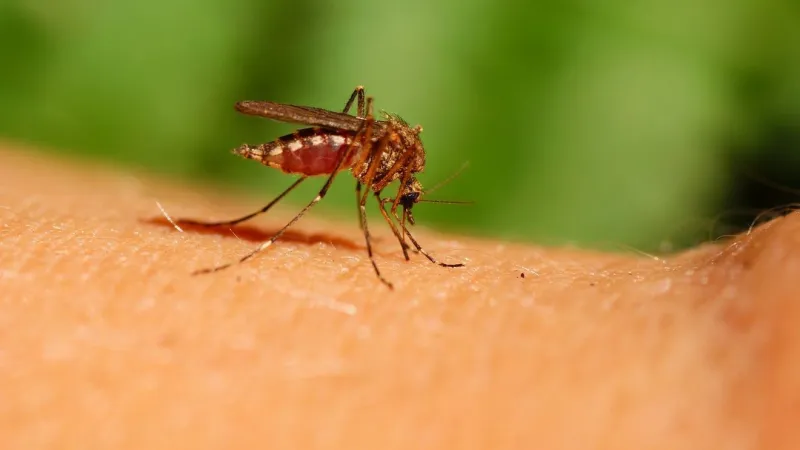 OSDH: 3 people infected with West Nile Virus in 2026