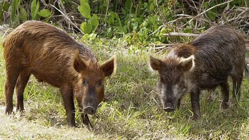OHP: Herd of wild pigs caused fatal crash in Stephens County