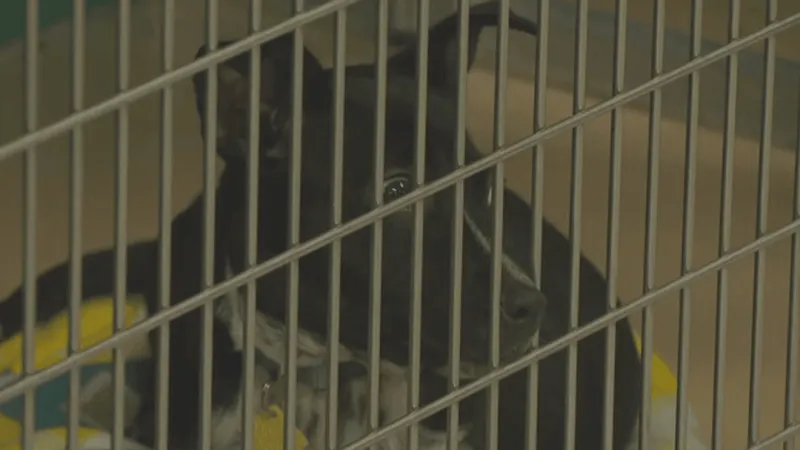 Oklahoma lawmakers examine mandatory pound seizure state statute