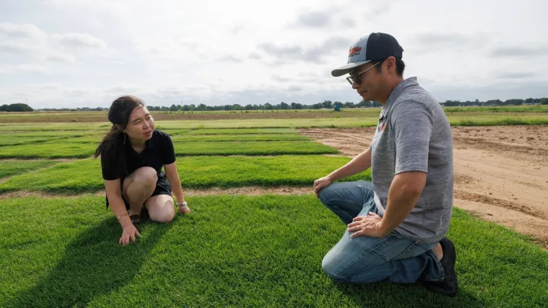 Oklahoma researchers test new turf to cut irrigation costs