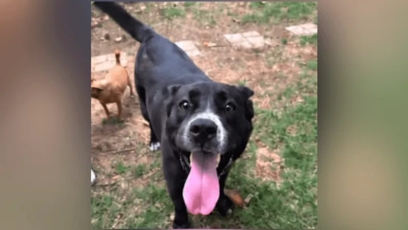 Cherokee Nation to host free spay and neuter clinic