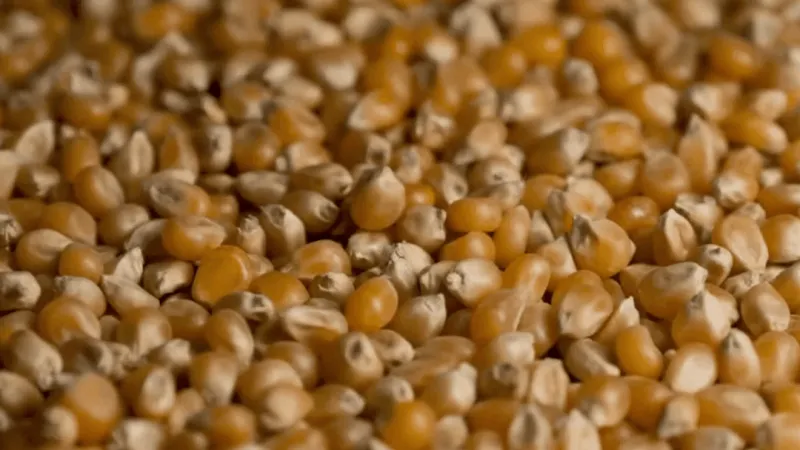 Oklahoma County jail swaps corn for green beans to curb contraband brew after crackdown