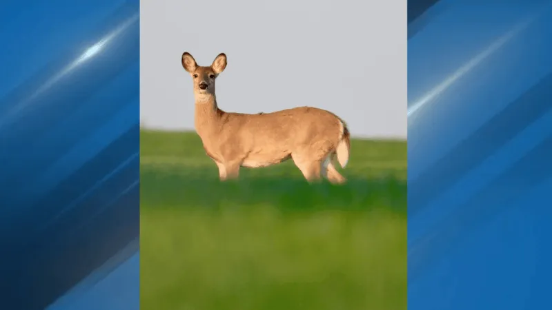 New law sets two-day waiting period for nonresident deer hunting licenses in Oklahoma