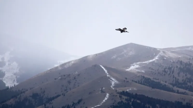 Citizen Potawatomi Nation urges hunting change after released eagle dies of poisoning