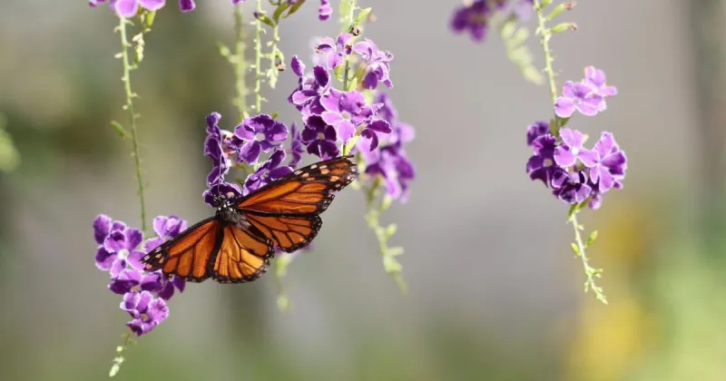 Plant milkweed, skip pesticides: How Tulsans can help migrating monarchs