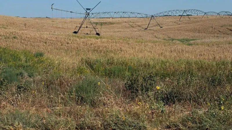 Game wardens investigating deer poaching case in Major County