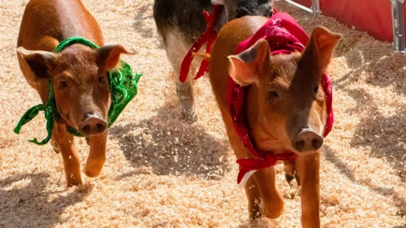 Oklahoma State Fair underway as OKC Animal Welfare urges watch for loose livestock