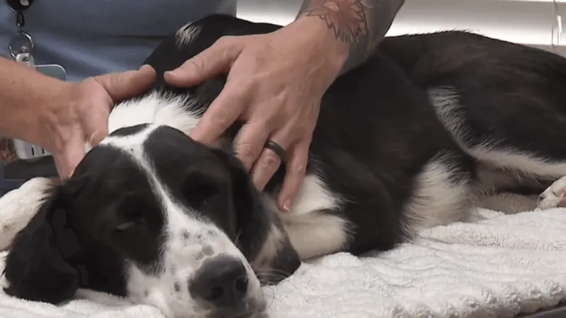 Puppy found wrapped in tarp in I-240 culvert begins recovery in foster home