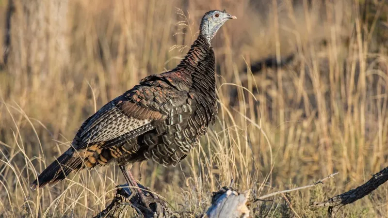 OSU, Oklahoma wildlife officials study turkey populations