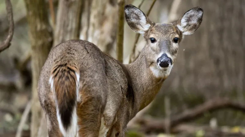 AAA warns Oklahomans to watch for deer crossing roads as fall mating season begins