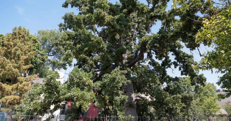 Creek Council Oak marks 50 years as historic site with celebration