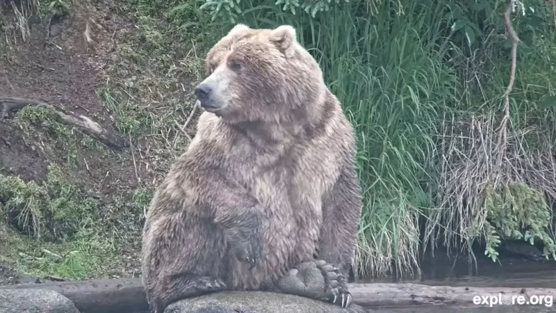New champion crowned in Fat Bear Week 2026