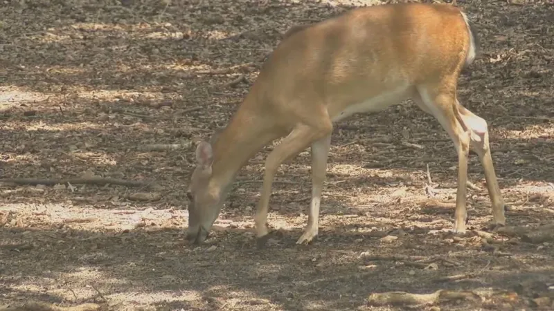State confirms 6th deer with Chronic Wasting Disease in Oklahoma
