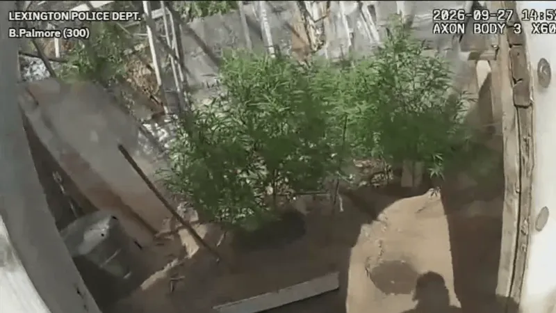 Lexington police say disturbance call led to discovery of suspected marijuana grow