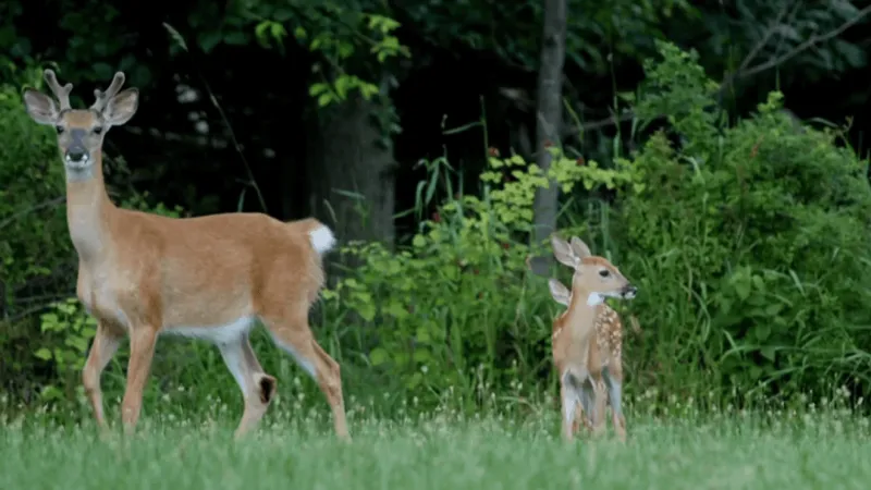 Oklahoma confirms sixth chronic wasting disease case as deer season begins