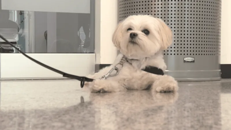 Pete's Pet Posse gives OSU students a four-legged break from stress