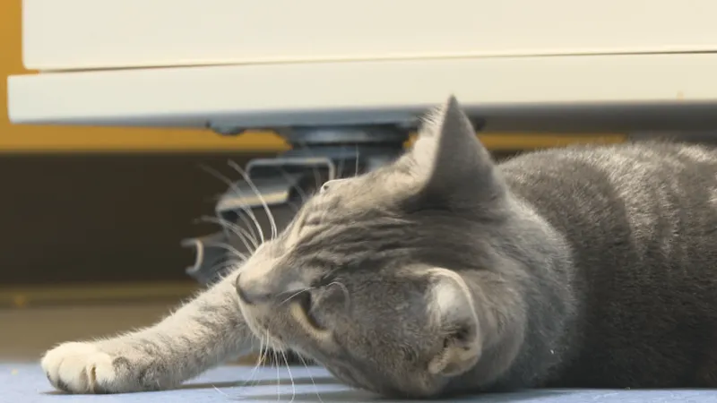 Moore shelter reports first bobcat fever case, urges tick prevention for cats