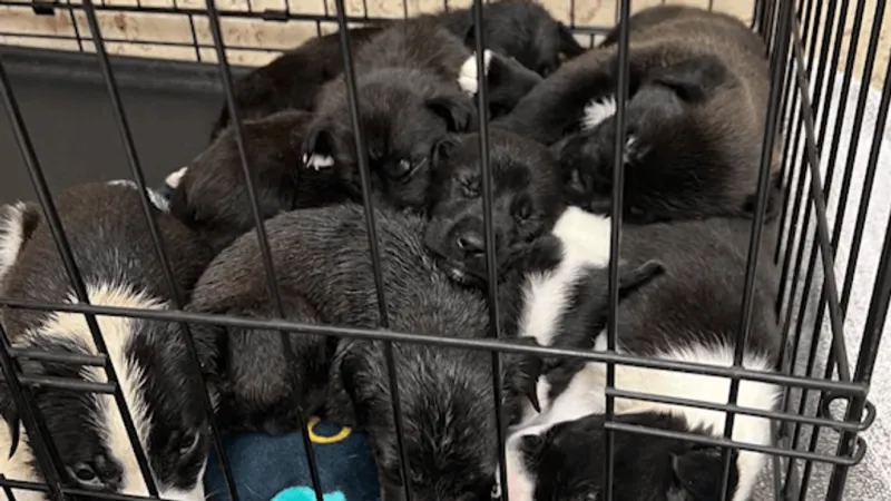 Tulsa rescue takes in mother dog, nine puppies after motor oil exposure