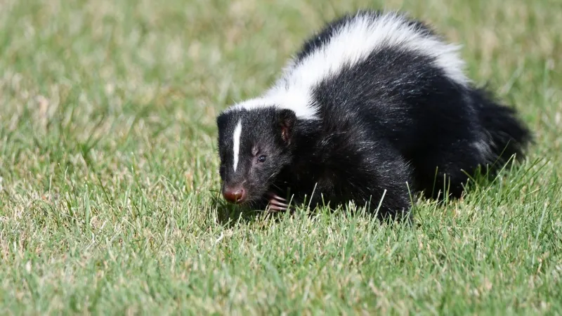 Rabid skunk found near Great Plains Regional Medical Center, health officials warn