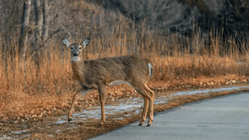 OK Department of Wildlife Conservation warns drivers to be alert for deer on roadways