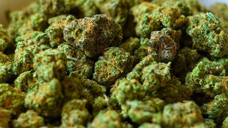 Man charged after 844 marijuana plants found in Oklahoma City