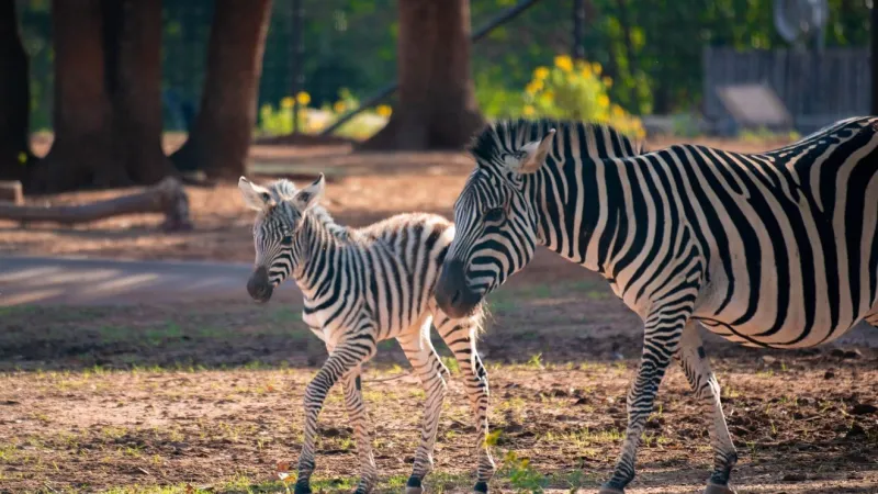 OKC Zoo welcomes newborn Plains zebra foal Astra to the herd