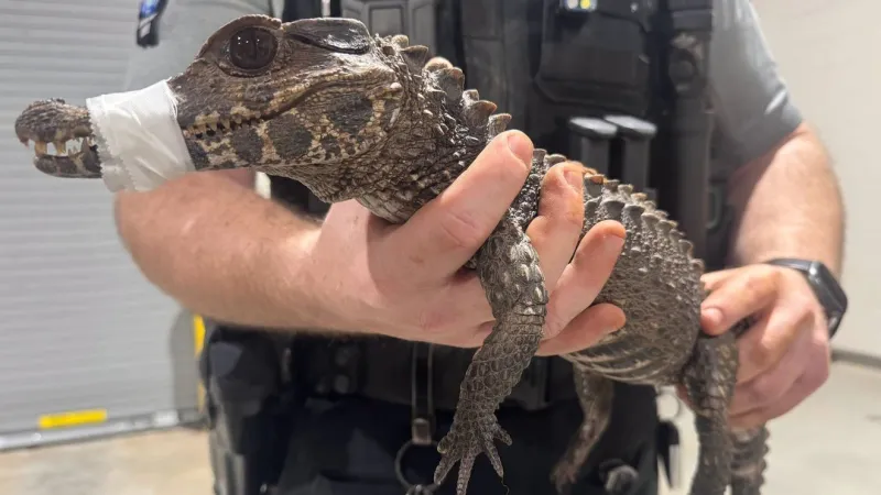 Cleveland County deputies capture missing caiman near homes