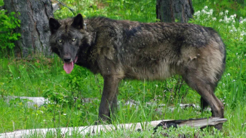 Collared wolf found shot dead in Grant County, OSP investigating