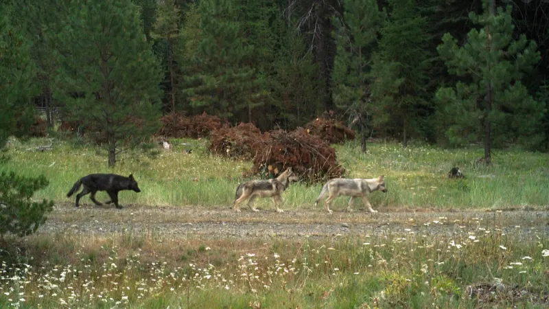Were Wolves Once Native To Oregon? Growing Populations Fuel One Of The State's Biggest Debates