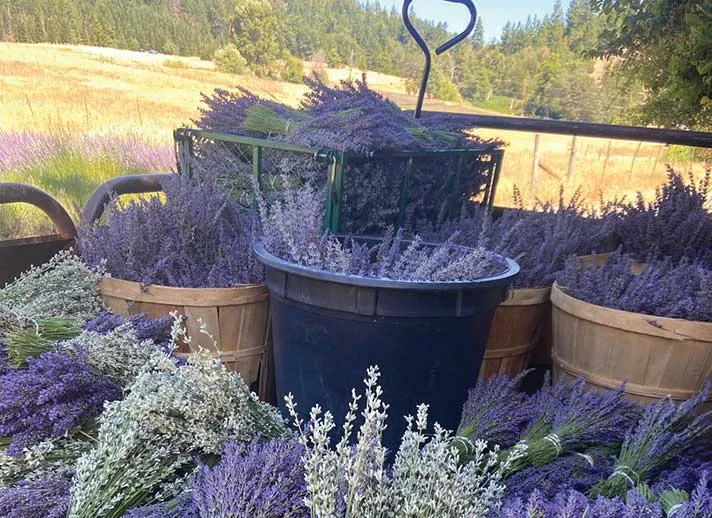 LAVENDER TRAIL IN FULL BLOOM -- by Sue Owen